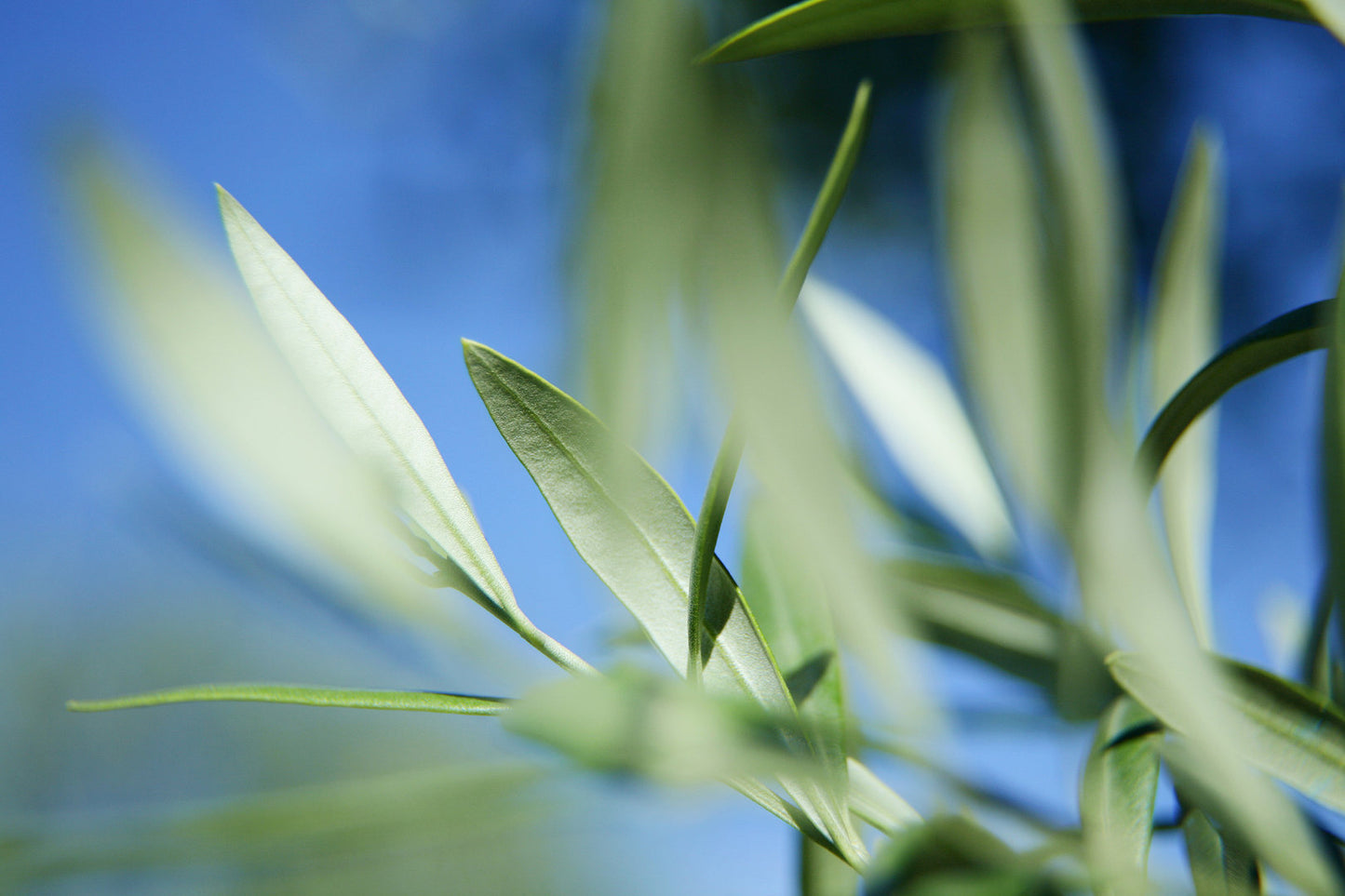 Gesund im Glauben - Grundlagen des Glaubens 4 (Sonderpreis)
